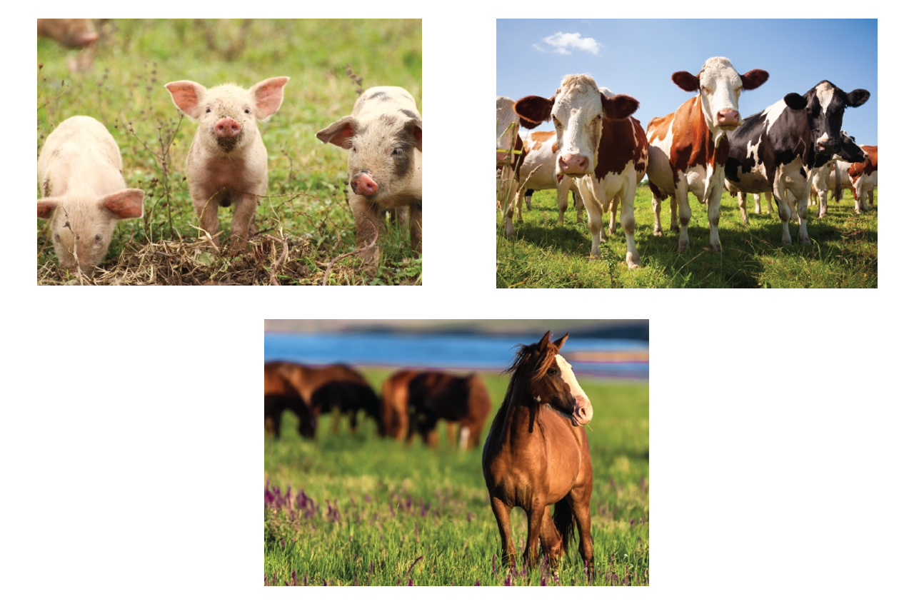 Free range farm animals pigs, cows, horses